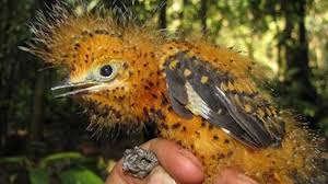 Plañidera cenicienta1111.jpg