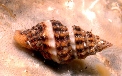 Archivo:Pollia dorbignyi.jpg