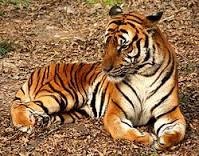 Tigre de china.jpg