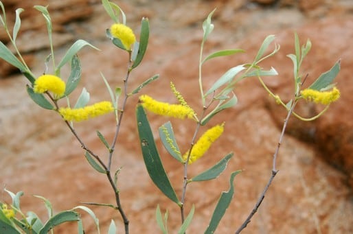 Archivo:Acacia levata 1.jpg