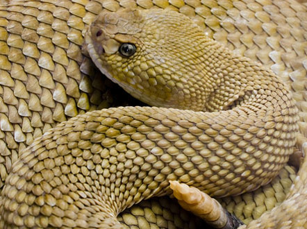 Archivo:Crotalus basiliscus.jpg