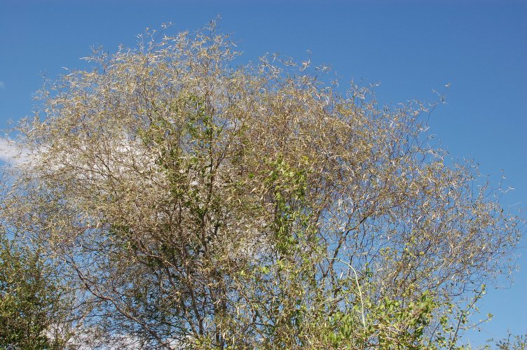 Archivo:Croton elliotianus 1.jpg