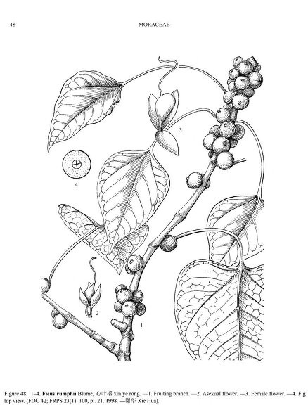 Archivo:Ficus rumphii 3.jpg