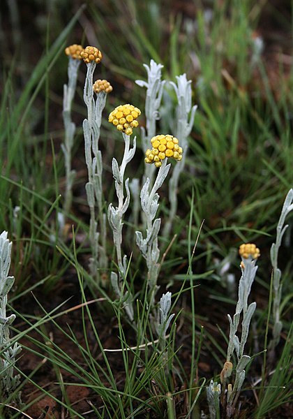 Archivo:Helichrysum auronitens.jpg