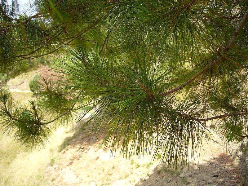 Archivo:Pinus greggii hojas.jpg