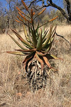 250px-Aloe marlothii00.jpg