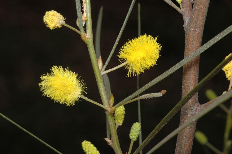 Archivo:Acacia fauntleroyi 2.jpg