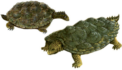 Archivo:Proganochelys2.jpg