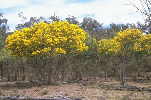 Archivo:Acacia jucunda.jpg