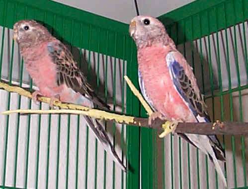 Archivo:Bourke rosa.jpg