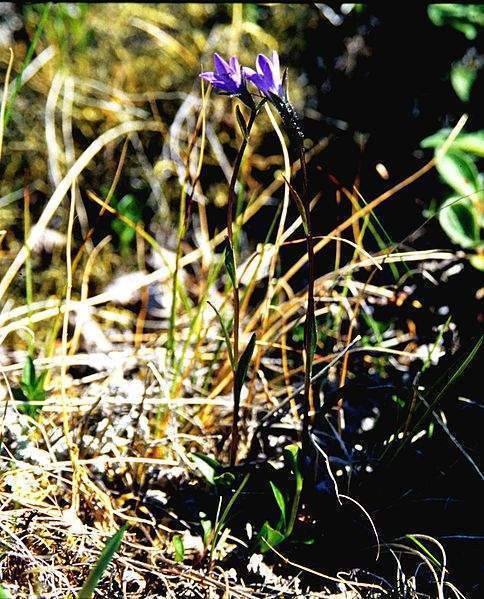 Archivo:Campanula uniflora.jpg