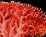 Coral rojo.jpg