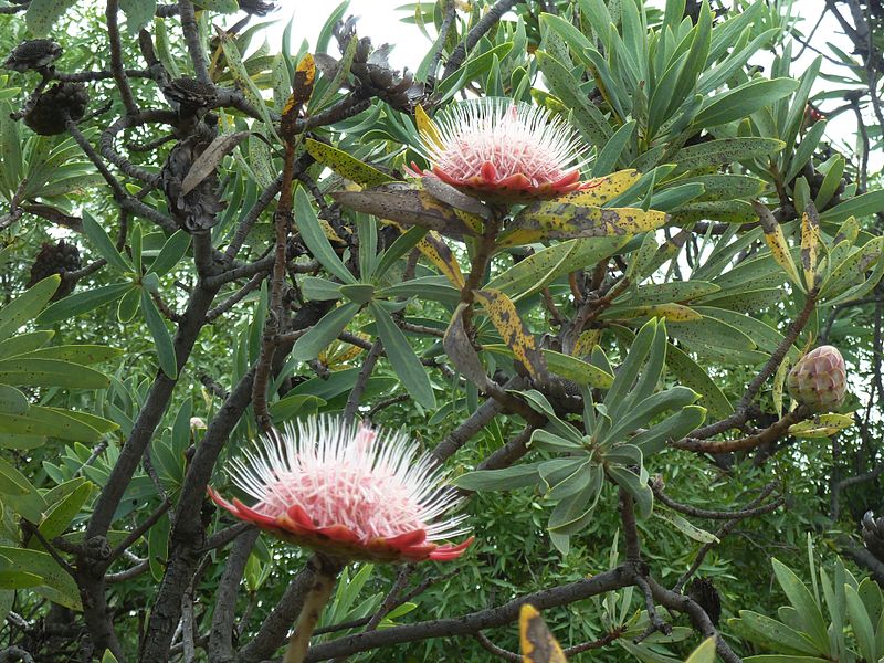 Archivo:Flor Protea caffra.jpeg