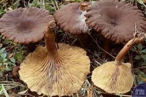 Archivo:Lactarius subumbonatus1.jpg
