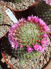 Mammillaria23.jpg