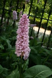 Polygonum bistorta L..jpg
