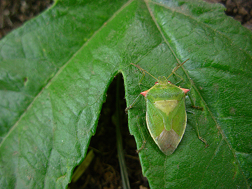 Pyranthe chilensis - EcuRed