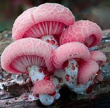 Rhodotus palmatus.jpg