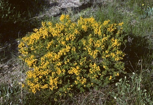 Archivo:Acacia lasiocarpa.jpg