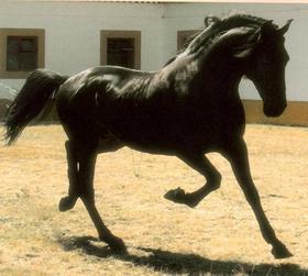 Archivo:Alter Real .jpeg