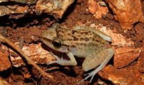 Archivo:Eleutherodactylus thomasi.jpg