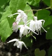Epimedium sagittatum .jpg