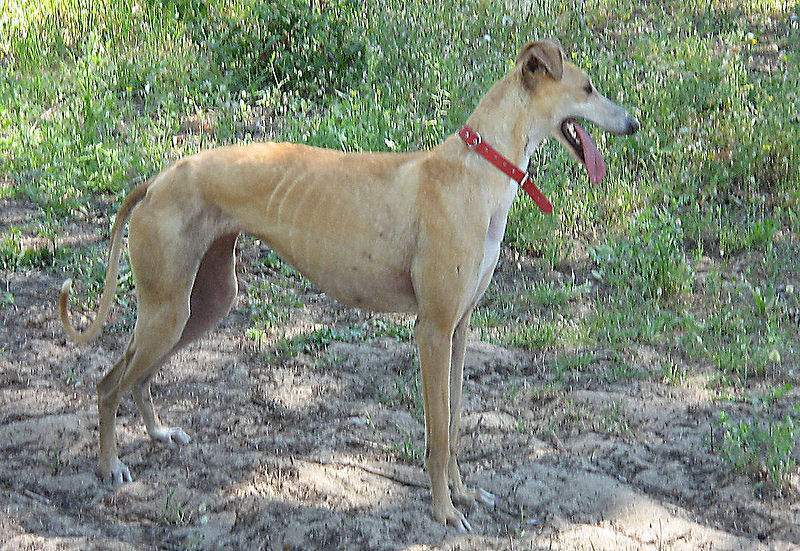 Archivo:Galgo Español hembra 02.jpg