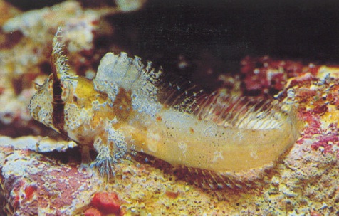 Archivo:Hypsoblennius exstochilus.jpg