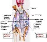 Archivo:Ligaytendon.jpg