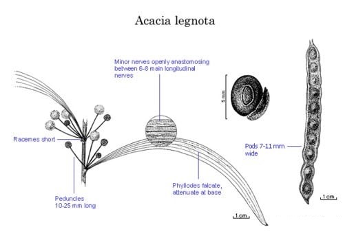 Archivo:Acacia legnota 1.jpg