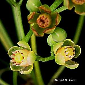 Florcitas, Flor de la Caoba. Especie nativa de / Native to:…