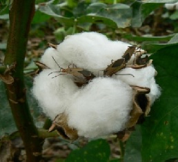 Chinche tintórea.jpg