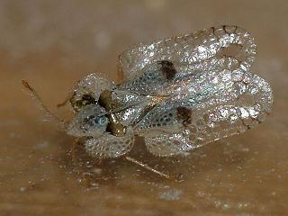 Archivo:Corythucha ciliata.jpeg