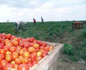 Cultivos varios en Cauto Cristo.jpg