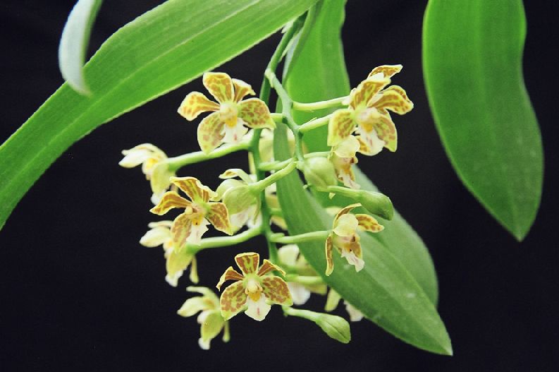 Archivo:Epidendrum dentilobum.jpg