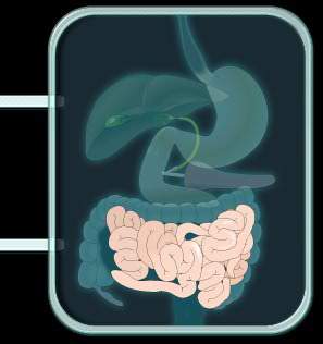 Archivo:Instentino delgado.jpg