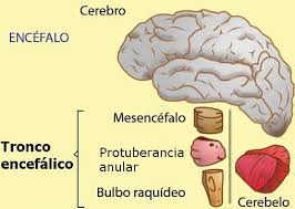 Tronco encefalico.jpeg