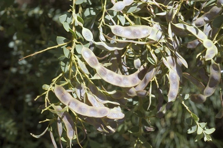 Archivo:Acacia cultriformis 4.jpg