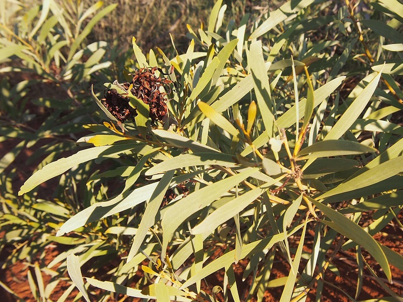 Archivo:Acacia gonoclada 2.jpg