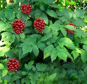 Actaea rubra planta.jpg