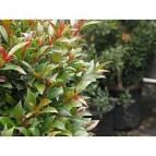 Eugenia myrtifolia .jpeg