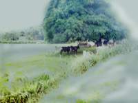 Archivo:Güaguí w.jpg