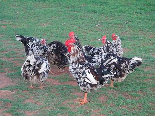 Archivo:Gallina venda.jpg