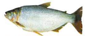 Salmon del parana.jpg