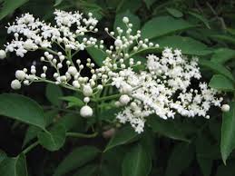 Sambucus.jpg