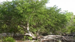 Acacia anegadensis.jpg