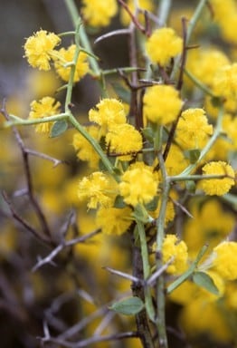 Archivo:Acacia jacksonioides 1.jpg