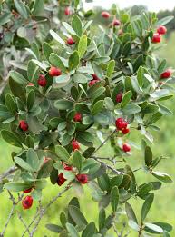 Eugenia discolorans1.jpg