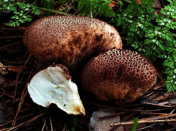 Archivo:Lycoperdon lambinonii.jpg