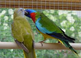 Archivo:Periquito Espléndidoggg.jpg